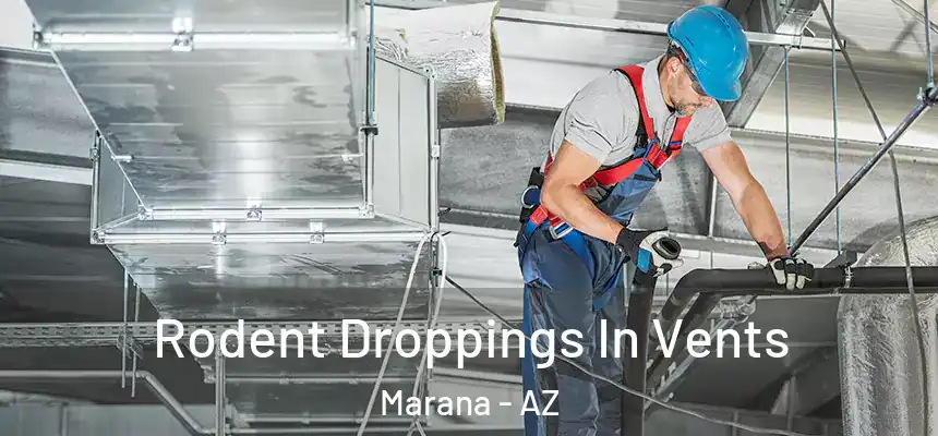 Rodent Droppings In Vents Marana - AZ